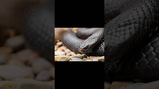 블랙맘바의 잔혹성 #동물  #지식  #animals #뱀 #공포 #무서운