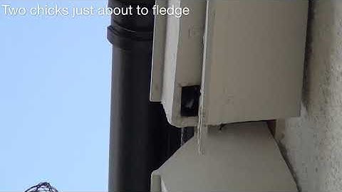 Swift chicks fledging from nest box - 28th July 2020