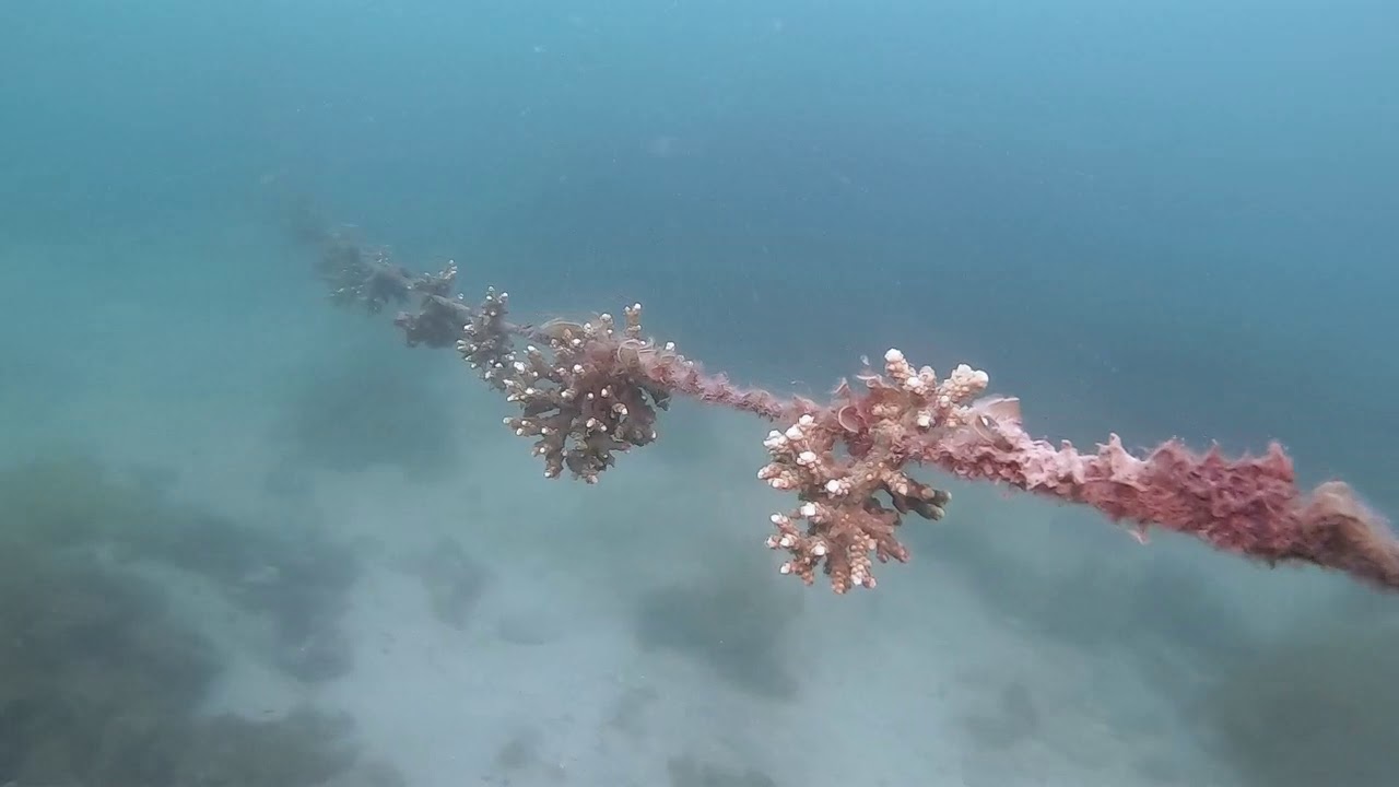 【6月17日】生命力たっぷりな海に包まれて