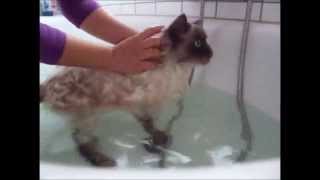 Katze richtig baden