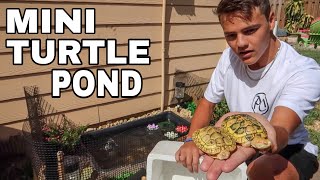 Buying Albino Turtles For My Backyard Pond