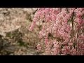 Beautiful Sakura & Shrines in Japan 4K - UltraHD Background Video