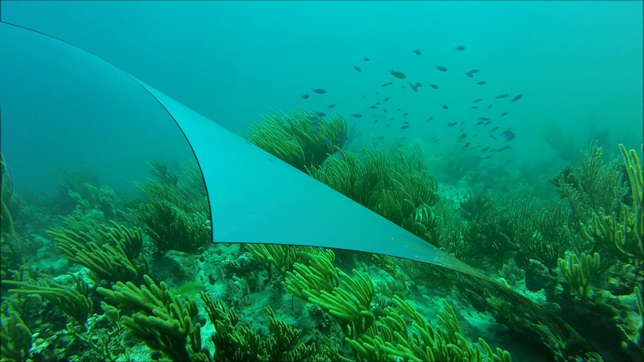 Scuba Diving in Great Exuma Bahamas with Sandals Emerald Bay Dive