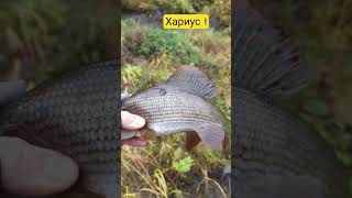 Ловлю хариуса на таежной реке.