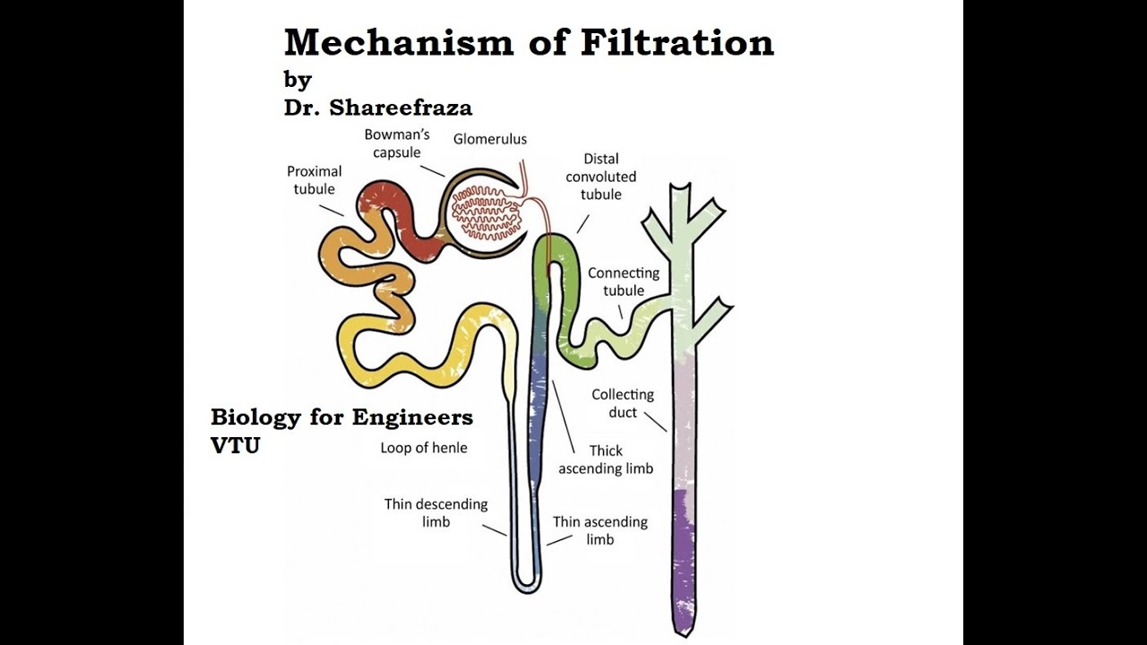Biology for Engineers, Module 3, Mechanism of Filtration, Urine