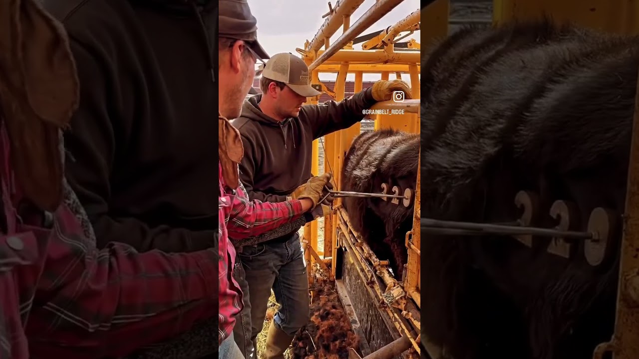 Freeze branding 🧊