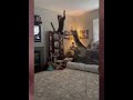 Cat wwe #funny #shorts