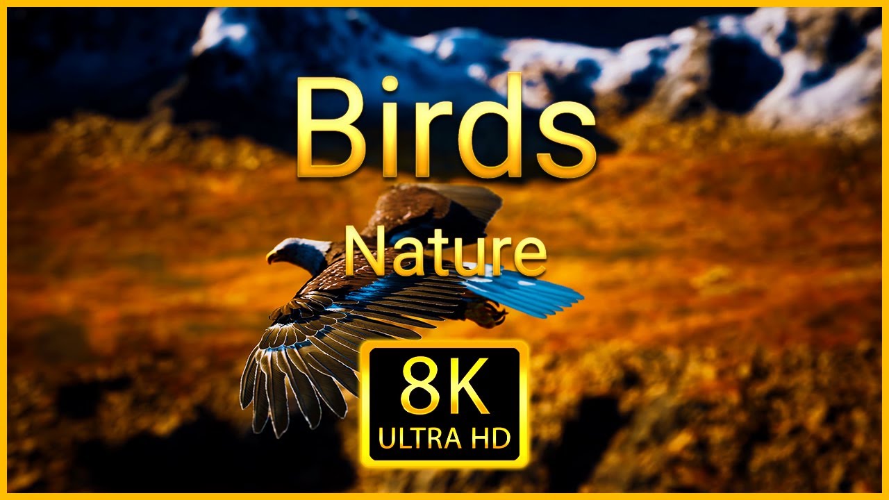 Птицы 8K ULTRA HD - Подборка кадров с красивыми птицами