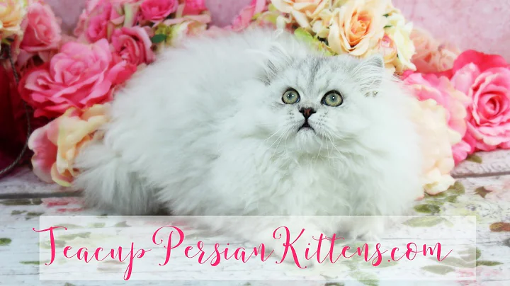 Video 560061: persian kittens cattery, female silver persian kitten