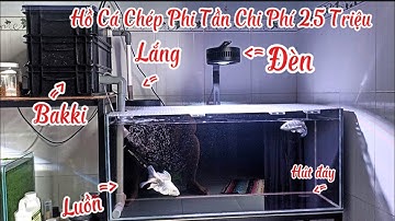 Hồ Cá Chép Phi Tần 200l Đẹp Full Vật Liệu Lọc + Ống Lắng Chi Phí 2.5 Triệu.Hồ Của Em Lâm Ở Vũng Tàu