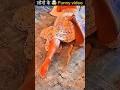 लोगों के Funny 😂 कारनामे देखने के लिए तैयार हो जाओ || #funny #funnyfails #shorts