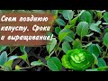 Поздняя капуста, как рассчитать сроки посева и вырастить рассаду