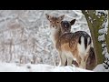 Beautiful Relaxing Music, Peaceful Soothing Instrumental Music, in 4k "Winter Wildlife" by Tim Janis