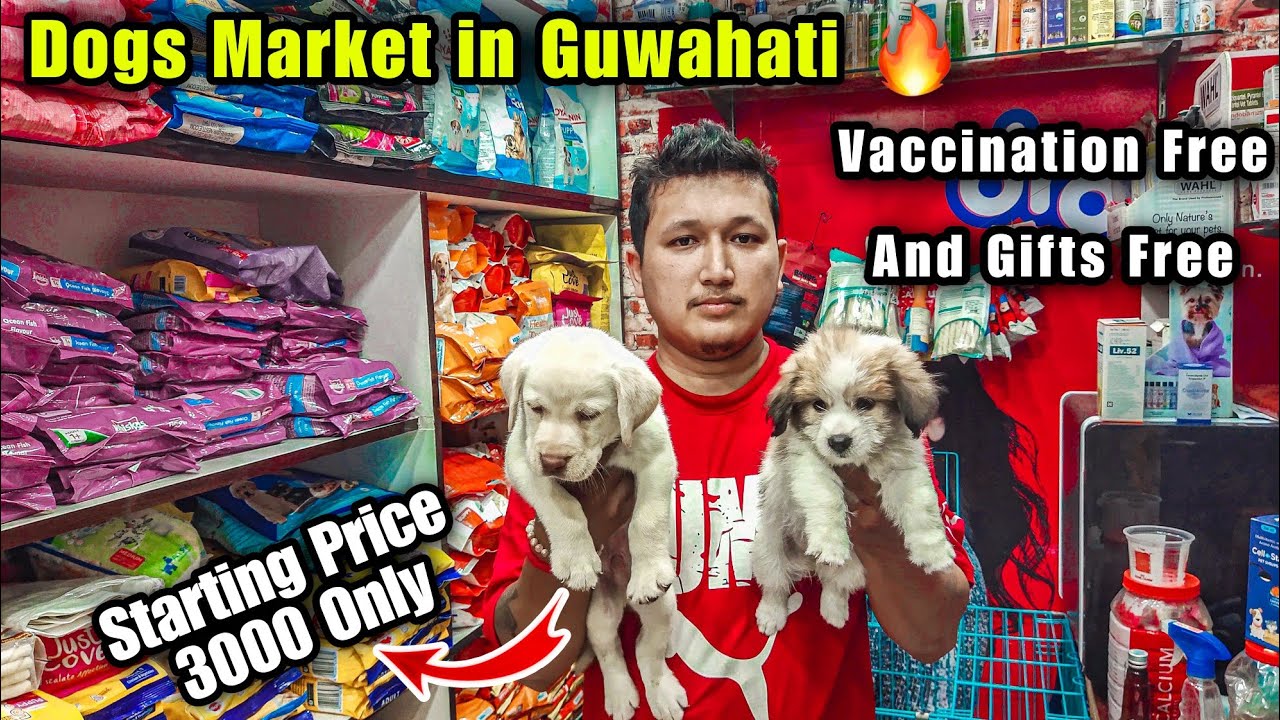 Dogs Market in Guwahati Starting From 3000 Only Pet Paradise YouTube