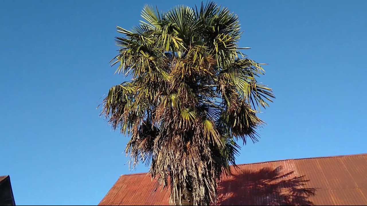 Gentrificación en Isla Teja