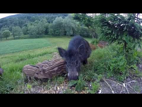 Wideo: Jak wygląda lochia?