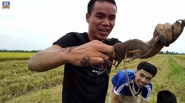 BẮT CHUỘT ĐỒNG||Ở MIỀN TÂY||GIỮA MÙA LÚA CHÍN||Bat Chuot ở AN GIANG ✅