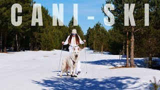 JE TESTE LE CANI-SKI AVEC MON CHIEN ! Resimi