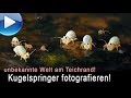 unglaubliche Makrowelt am Teichrand: Kugelspringer einfangen!