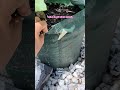 Kebun lahan sempit #berkebun #gardening #youtubeshorts