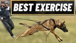 The BEST Way To EXERCISE YOUR DOG Safely & Quickly!