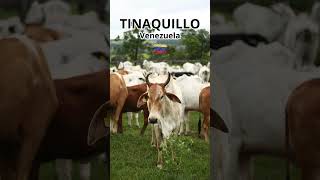 TINAQUILLO VENEZUELA LLANO