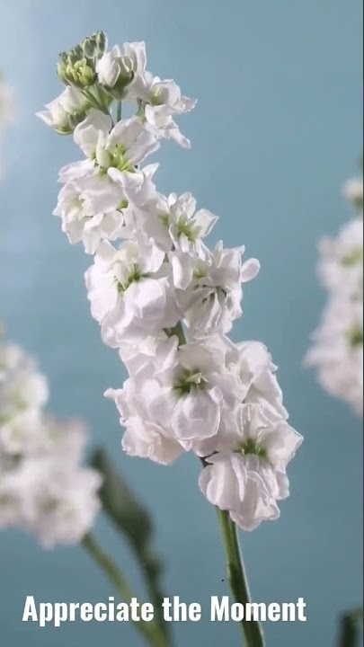 #pertanian Appreciate The Moment |Opening Video| #subscribe #like #comment  #share #support #ok