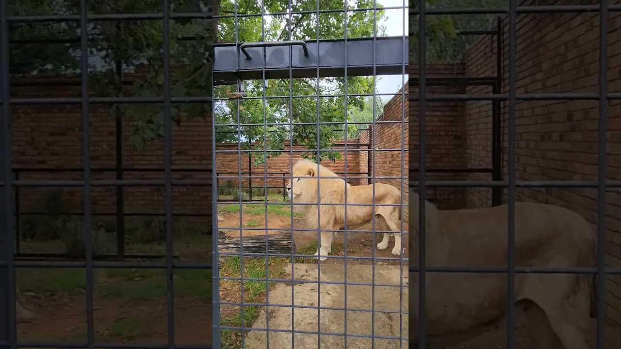 🎈🇿🇦Lory park zoo Pretoria