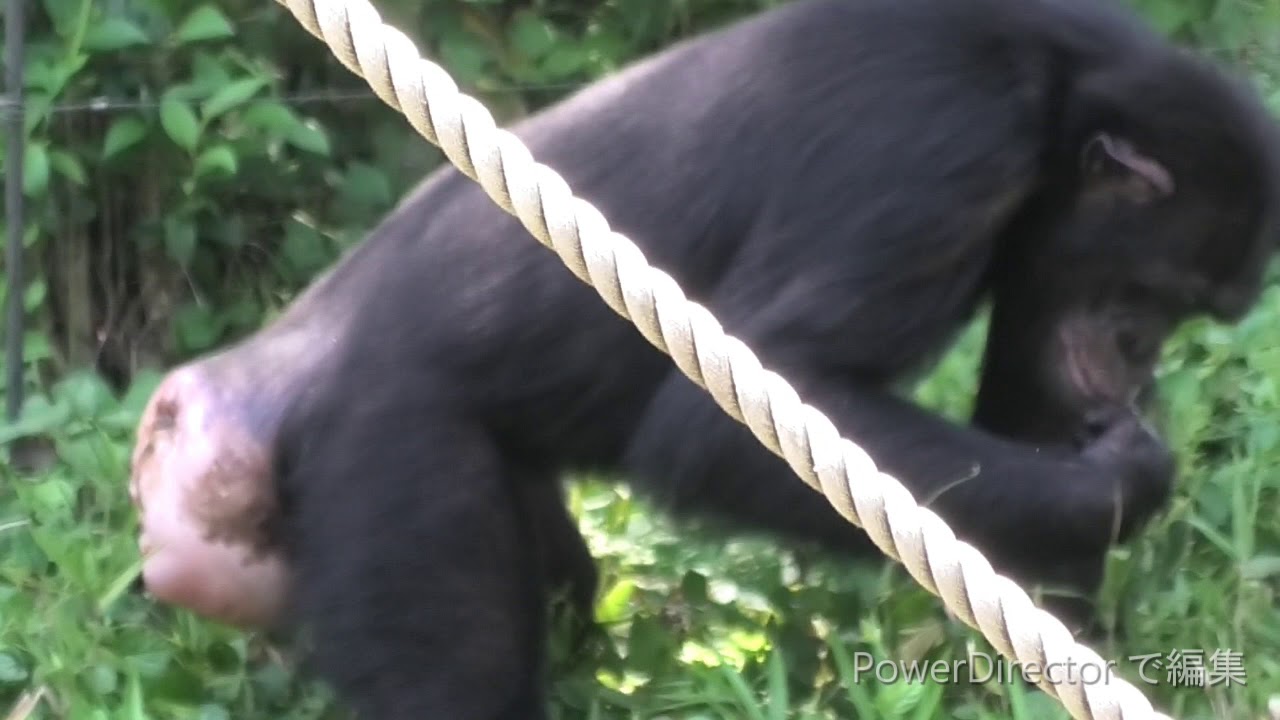 お尻の日 World Butt Day チンパンジー 多摩動物公園 Youtube お尻の日 World Butt Day チンパンジー 多摩動物公園 Youtube