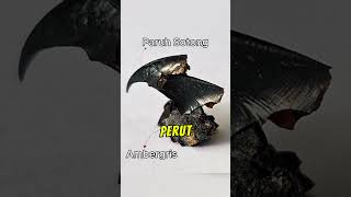 Nelayan Jumpa Harta Karun Rm7 Juta Di Laut