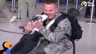 Soldiers Reunited with Dogs: Veterans Day 2020 | The Dodo