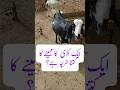 Aik Bakri Mahine Ka kharcha? #goatfarming #goatpalan #goatprofit