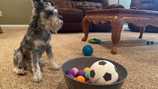 How to confuse a schnauzer