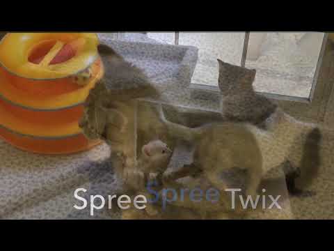 *Adopted together!*  Twix & Spree