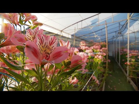 ვიდეო: რა უპრეტენზიო ყვავილები დარგე ბაღის ნაკვეთზე