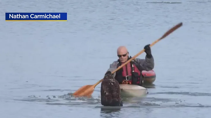 Bald eagle rescued from Waukegan Harbor has died