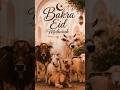 #bakraeid #eid #bakra #eidmubarak #eiduladha #goat #qurbani #eidaladha #pakistan #bakramandi #man