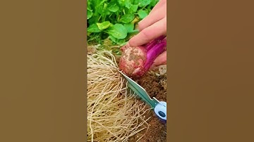 cutting onion roots with sharp scissors harvest results #shorts