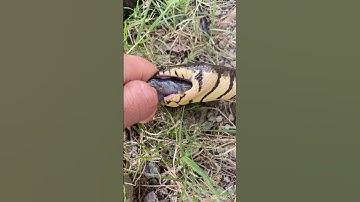 Nghề Nguy Hiểm Cho Rắn Cạp Nia Ăn #short