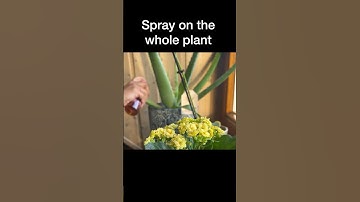 Foliar spray #shorts #plantcare #plantgrowingtips