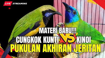 MASTERAN PALING LARIS DI GANTANGAN! GEREJA TARUNG - TENGKEK BUTO - CUNGKOK MENJERIT