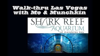 Mandalay Bay Shark Reef Walkthru 2020