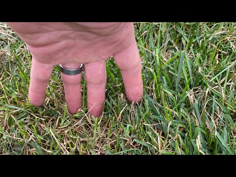Preparing Your Lawn For A Slice Seeding