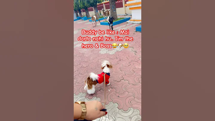 Shihtzu Dog reaction🥹🐶 #shortsfeed #dog #pets #shorts #shihtzu #viral #youtube #youtubeshorts