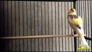 Kenari Juara  lagu mewah Kicau Mania 2017