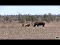 Rhino vs lion  who is the boss
