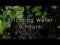 3 Hours of Trickling Water Sounds | Running Water | Dripping Water | Pure Nature