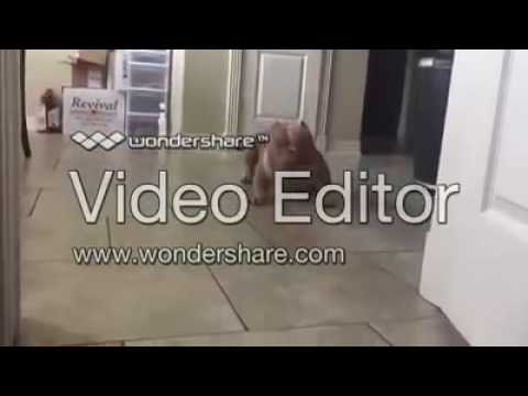 გეფიცები გამოცდილი ვარ \"ძაღლიშვილი ვიყო\"