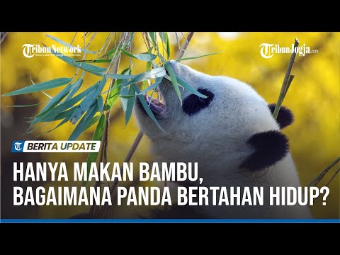 Video: Apakah hutan bambu akan bertahan hidup di tempat panda hidup?
