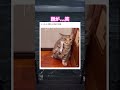 遊んでてくっついちゃっのかな笑　#動物 #癒し #癒し動画 #可愛い #猫 #シール